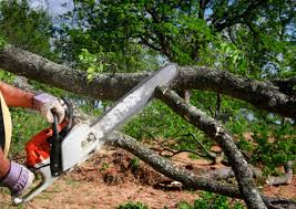 Sumter, SC Tree Removal Services Company